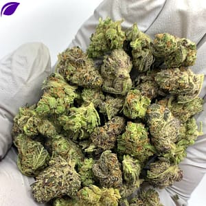 Platinum Lemon Gushers THCa Flower with vibrant citrus aroma and resin-covered buds