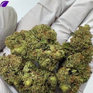 Rainbow Sherbet THCa Flower buds on a white background, showcasing vibrant, colorful nugs with a sweet, fruity aroma
