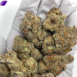 Sour Cherry Exotic THCa Flower with vibrant, resin-coated buds and a sweet, tangy aroma