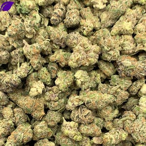 Close-up of Super Boof THCa Flower, highlighting the strain's unique characteristics and trichome structure