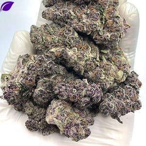 Blockberry THCA Flower - Sweet Berry Hybrid Cannabis for Wholesale Buyers