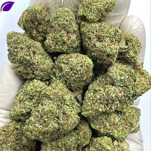 Papaya Punch THCA Flower - Tropical Hybrid Cannabis Strain for Wholesale Buyers