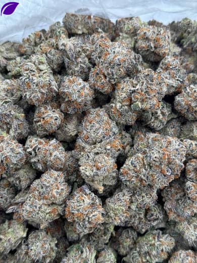 Bulk Jack Herer HHC Flower - Wholesale HHC Buds - High-Quality Cannabis