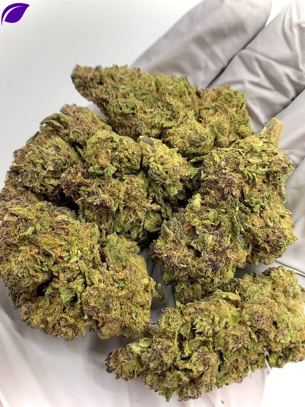 Close-up of Gushers THCa Flower, highlighting the strain's unique characteristics and trichome structure