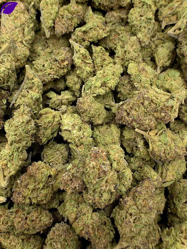 Gushers THCa Flower buds on a white background, showcasing dense, purple-hued nugs with a sweet, fruity aroma