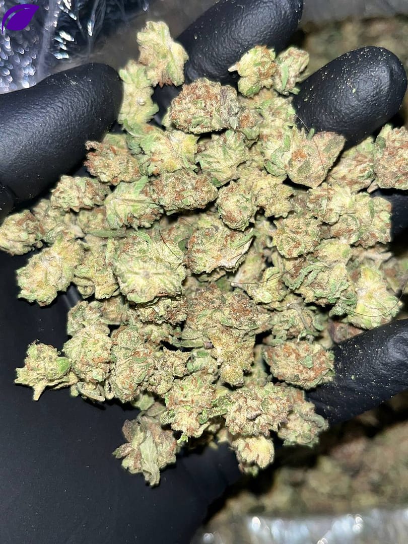 Unleash Intensity with Platinum Punch Smalls THCA Strain | High THC Indica