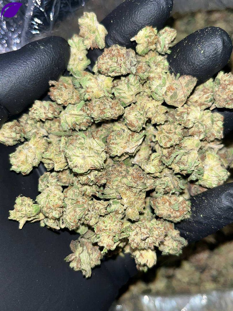 Unleash Intensity with Platinum Punch Smalls THCA Strain | High THC Indica
