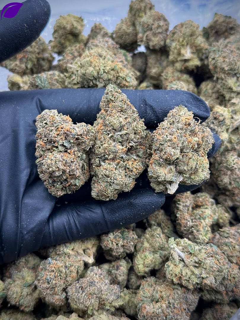 Windy City Runtz EXOTICS THCA Flower is a premium cannabis strain known for its exotic, fruity flavors and balanced effects. With a high THCA content, this strain delivers a potent and relaxing experience, making it ideal for unwinding. The smooth smoke and vibrant aroma make it a top choice among cannabis enthusiasts. Perfect for wholesale buyers, Windy City Runtz EXOTICS stands out for its exceptional quality and unique characteristics, ensuring satisfaction with every purchase.
