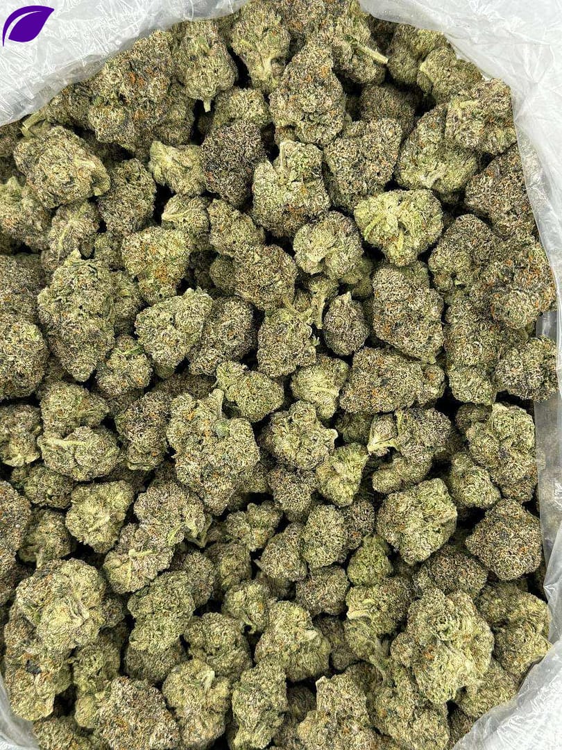 Candy Bolo THCa