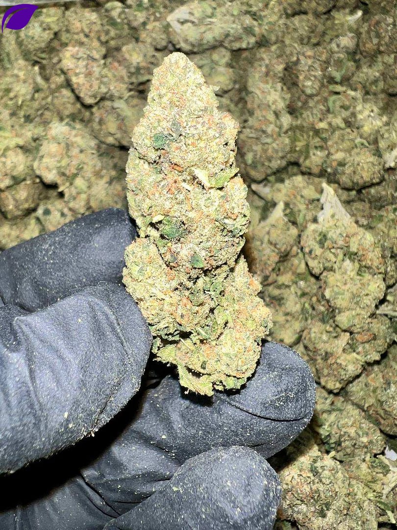 High-quality image of Astro Runtz THCA Flower