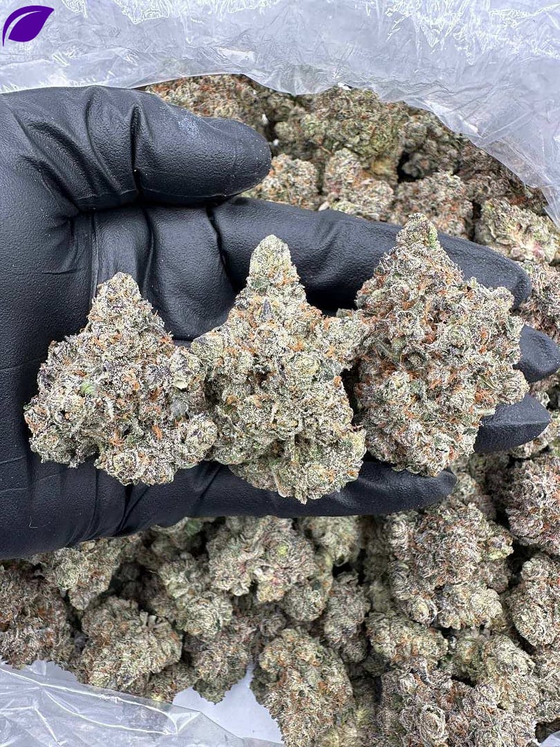 LA Push Pop THCa