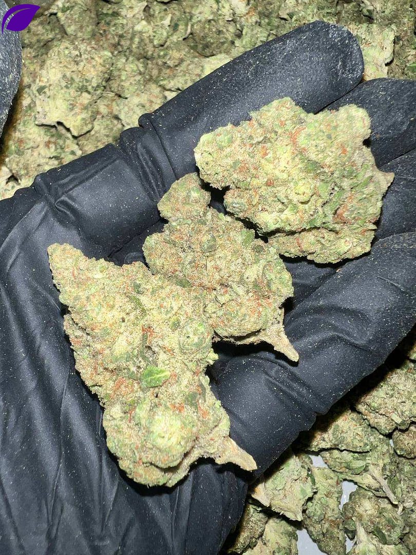 Papaya Bomb Exotic THCa Flower - Buy Wholesale THCa Flower Online