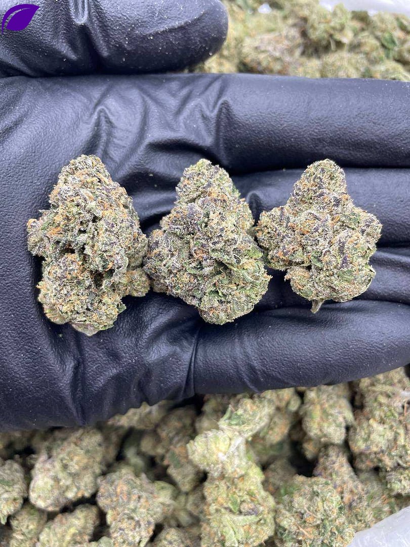 Sunset Sherb THCa