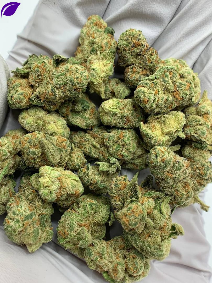Glitter Bomb Exotic THCa Flower Wholesale