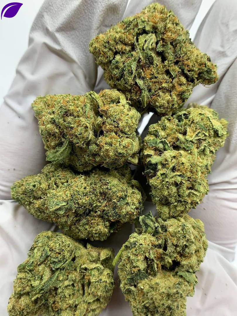 Close-up of Grandi Guava THCa Flower, highlighting the strain's unique characteristics and trichome structure