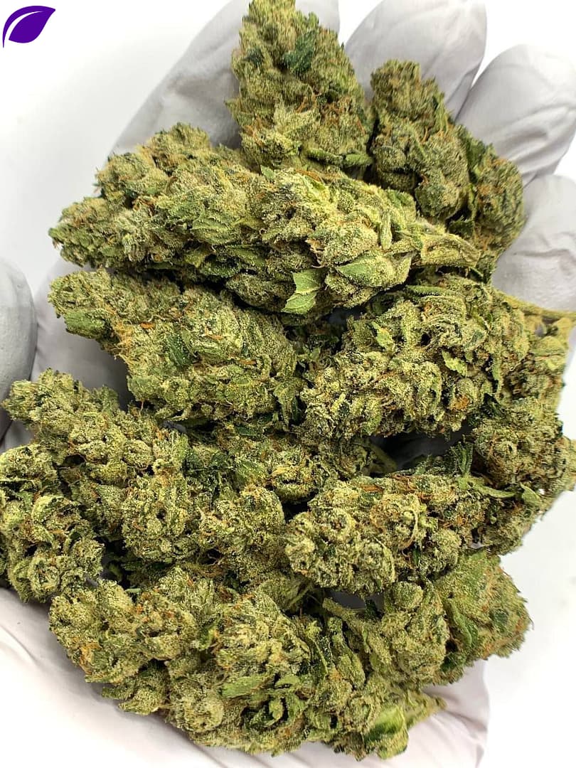Fire OG THCa Flower for Bulk Wholesale