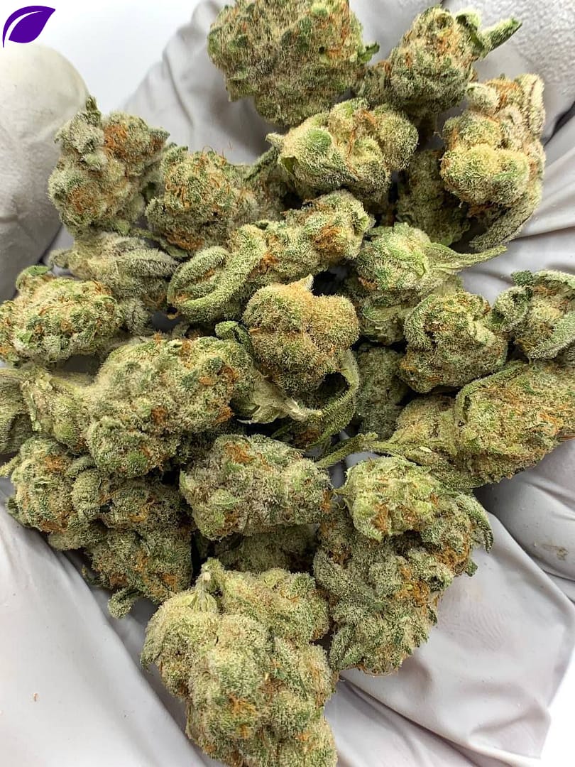 Grapes and Cream THCa Flower buds on a white background, showcasing dense, purple-hued nugs with a sweet, fruity aroma