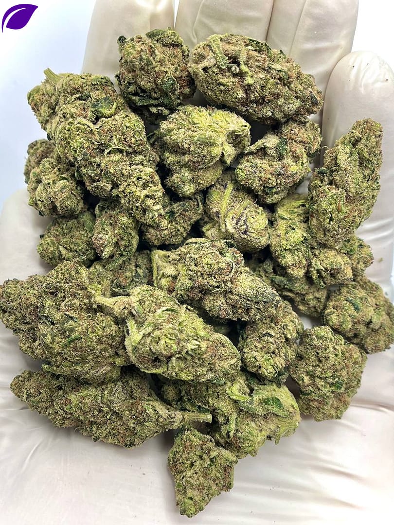 Elektra Ice THCA Flower - Frosty Hybrid Cannabis Strain for Wholesale Buyers