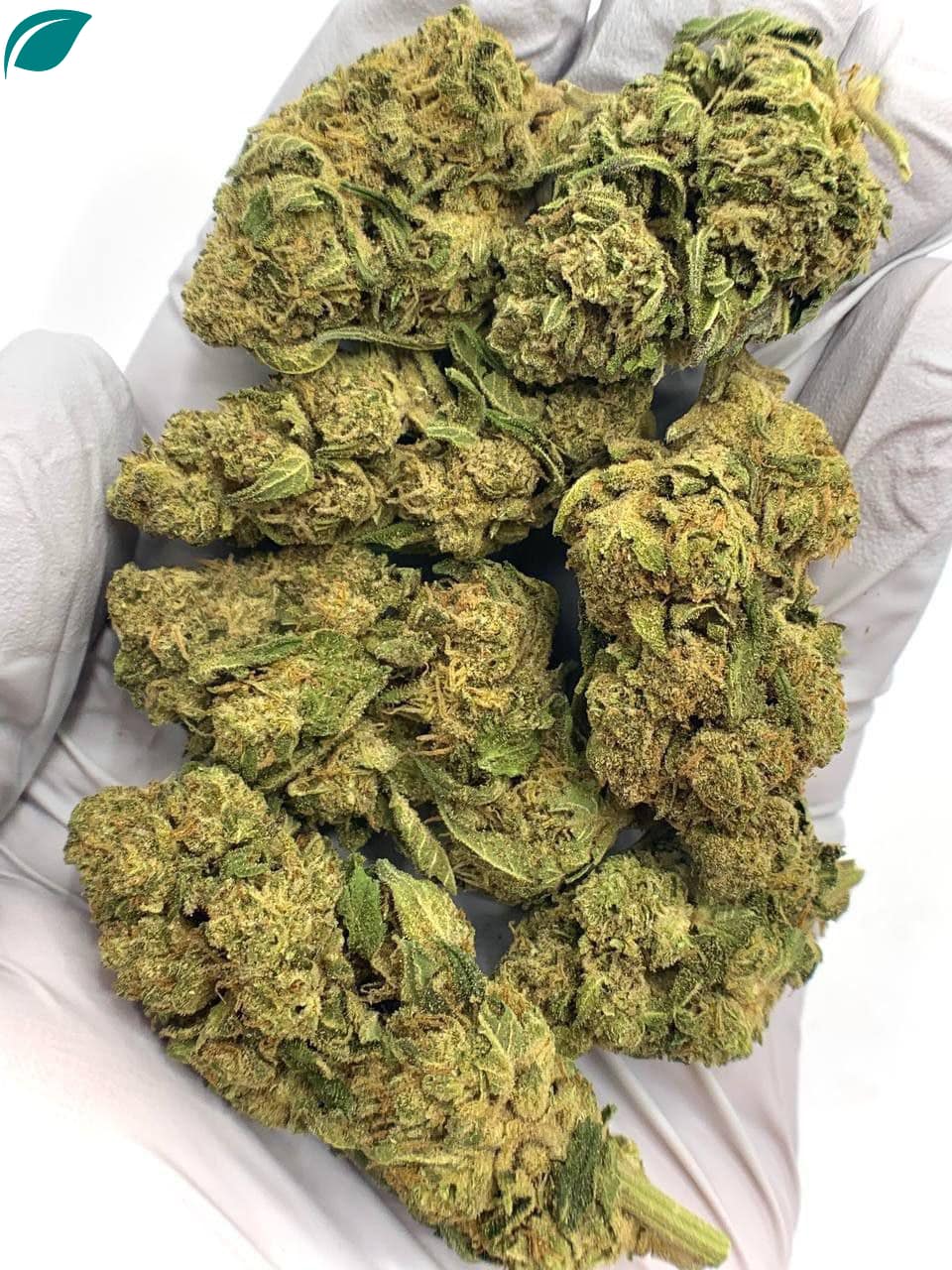 Hi-Octane Cookies THCa Flower