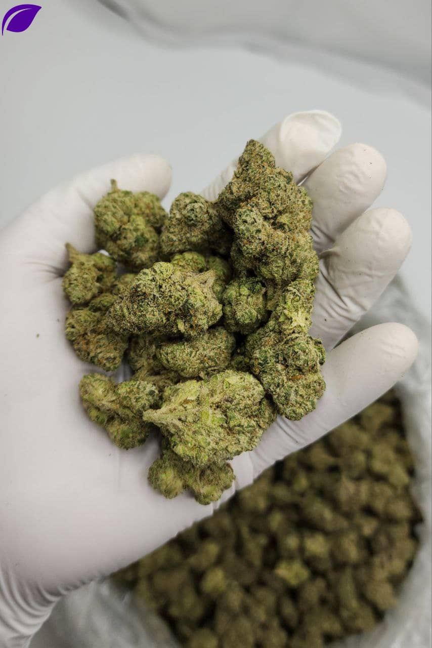 Popeye Runtz THCA Flower